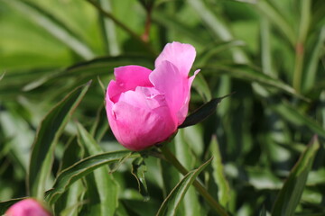 pink peony flower