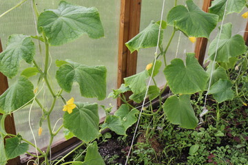 cucumber plants in a greenhouse