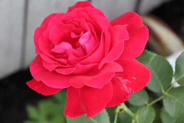 red rose in garden