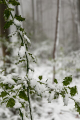 A bush of holly covered in snow, giving a serene setting due to the color combination of red and green with the pure white. 