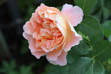 pink rose in garden