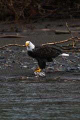 Majestic American bald eagle eats salmon fish carcass on rocks by the river in rain in Pacific Northwest USA