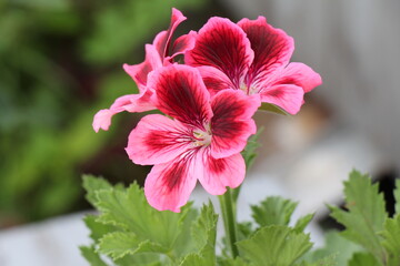 pink geranium flower 