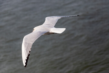 Flying white seagull above water