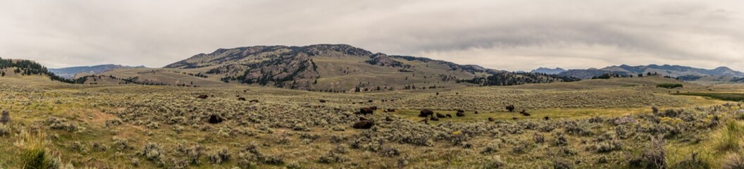 Panorama shot of resting bison herd in yellowstone national park in america