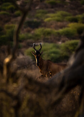 Kuhantilope in der Kalahari, Namibia.