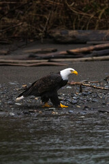 Majestic American bald eagle eats salmon fish carcass on rocks by the river in rain in Pacific Northwest USA