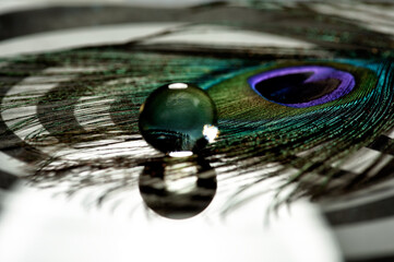 Lovely still life, the abstract concept of a simple subject