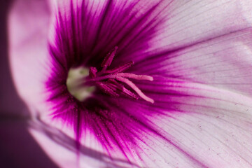 Macro de polen de  flor morada