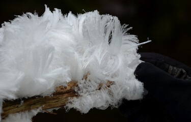 air, beech, body, branch, brown, cambium, cellulose, coatings, creamy, crystal, crystallization,...