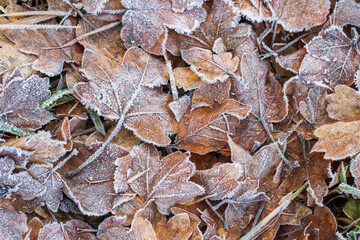 leaves on the ground