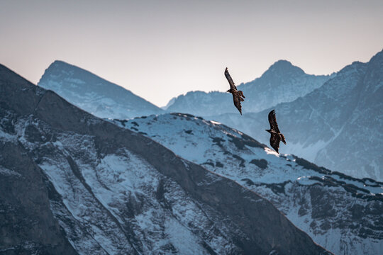 Bartgeier in den Allg&auml;uer Alpen - Greifv&ouml;gel &uuml;ber den Bergen