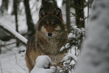 Adult wild male wolf in winter forest, captured in Belarus