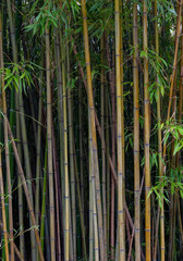 Bamboo thickets in botanical garden