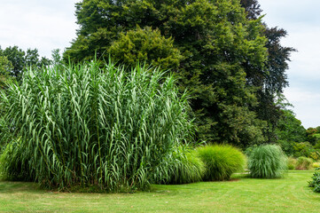 Trees and plants in botanical garden