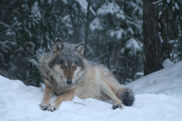Adult wild male wolf in winter forest, captured in Belarus