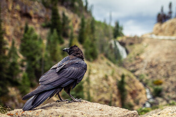 Close up of ragged old raven sitting on stone looking to left side and out of the camera