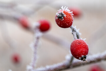 frosted rose hips