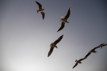 Low angle photography of birds flying under sky
