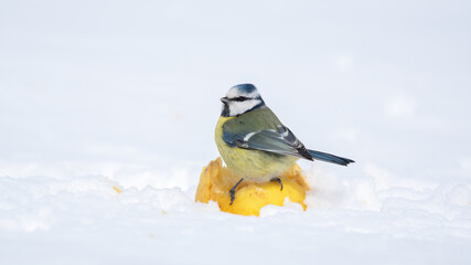 Winter. A Eurasian blue tit (Cyanistes caeruleus) landed on a yellow apple