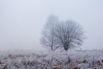 trees in the fog