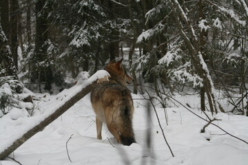 Adult wild male wolf in winter forest, captured in Belarus