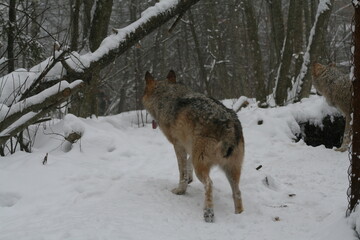 Fototapeta na wymiar Adult wild male wolf in winter forest, captured in Belarus