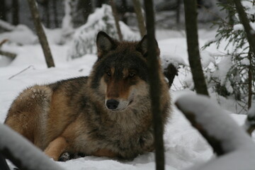 Adult wild male wolf in winter forest, captured in Belarus