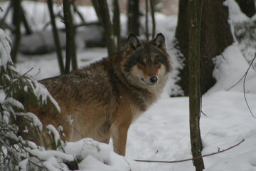 Adult wild male wolf in winter forest, captured in Belarus