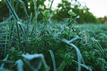Frost on Grass