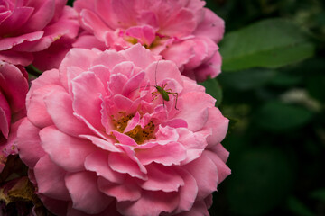 Rose with Bug