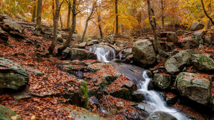 Colors of autumn in a forest close to Barcelona, Spain