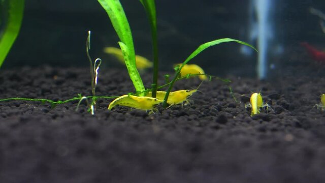 Yellow fire shrimp neon on a soil bottom in a tank