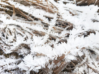 Ice crystals on dry grass. Frosty pattern in nature in winter from frost and snow. Background, space for text.