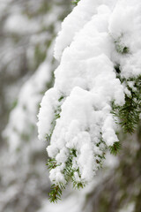 A branch of a pine tree covered in snow, giving a serene setting due to the color and bokeh effect in the background 