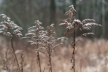 Dry brown flowers (possibly solidago) covered with snow in winter
