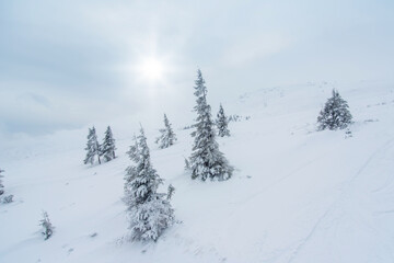 fir trees  and mountains covered with snow. beautiful winter landscape