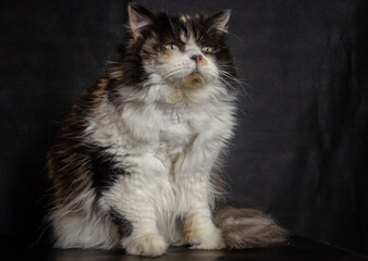 Foto-shoot mit einer Katze