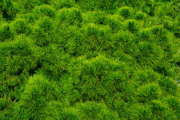 Natural Background texture of a spruce branch