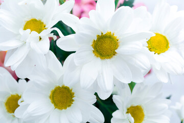 Chamomile close-up. Daisies background. Beautiful nature scene. Summer background.Chamomile field. Beautiful bouquet of daisies close up.