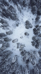 view of coniferous trees covered with snow, photo from a quadcopter from above