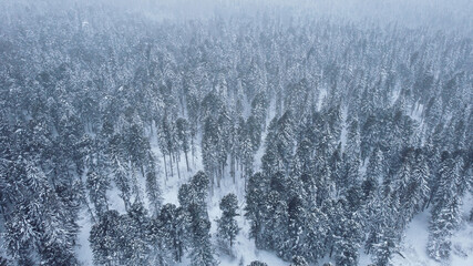 snow-covered trees, snow-covered conifers, winter in cold siberia