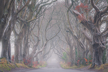 Dark Hedges in autumn season , North Ireland, mystic tree line drive and fog. Europe