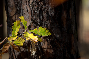 autumn oak leaves in the forest
