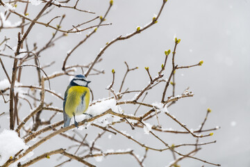 Blue tit bird in winter