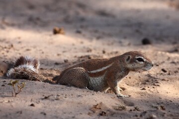 The African ground squirrels (genus Xerus)  sitting on dry sand of Kalahari desert and feeding.