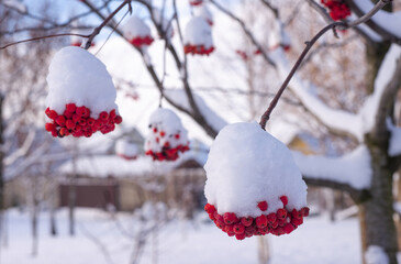 A bunch of ash berries or Rowan berries in winter under show
