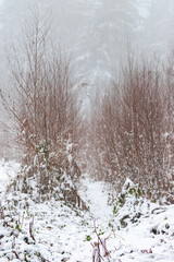 Forest covered in snow and fog during winter time in the south of the Netherlands. The snow sticks against the tree trunks which provide an idyllic image.   