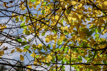 yellow autumn leaves