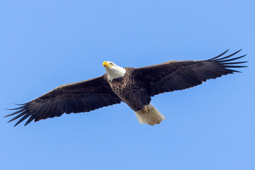 Bald eagle in flight against a blue sky